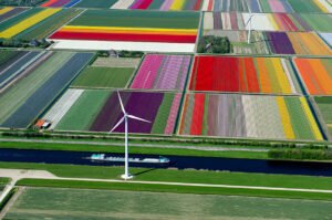 flower fields aerial photography netherlands normann szkop 53