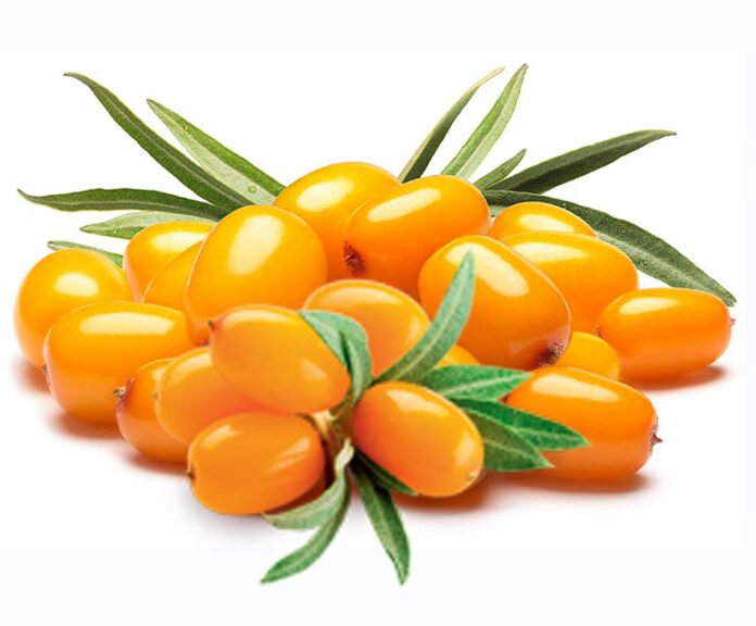 benefits of Sea Buckthorn