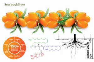 Sea buckthorn